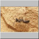 Diodontus tristis - Grabwespe 06 5mm.jpg